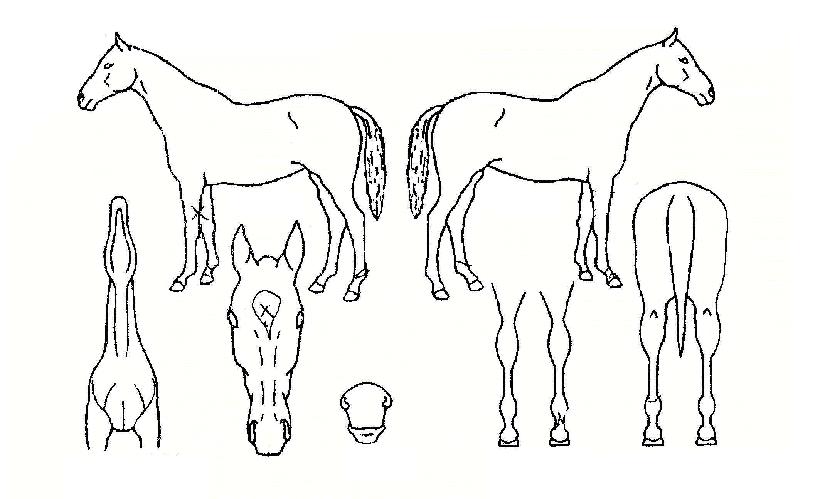 Æ®¸®ÇýÅÈÀÇ Ãø¸é,¿ì¸é,µÞ¸é,µÎ»ó,´Ù¸®ÀÇ Æ¯Â¡µµÇØ