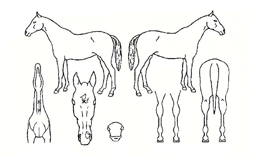 Ʈ���ôٿ�̵��ڸ��� ����,���,�޸�,�λ�,�ٸ��� Ư¡����