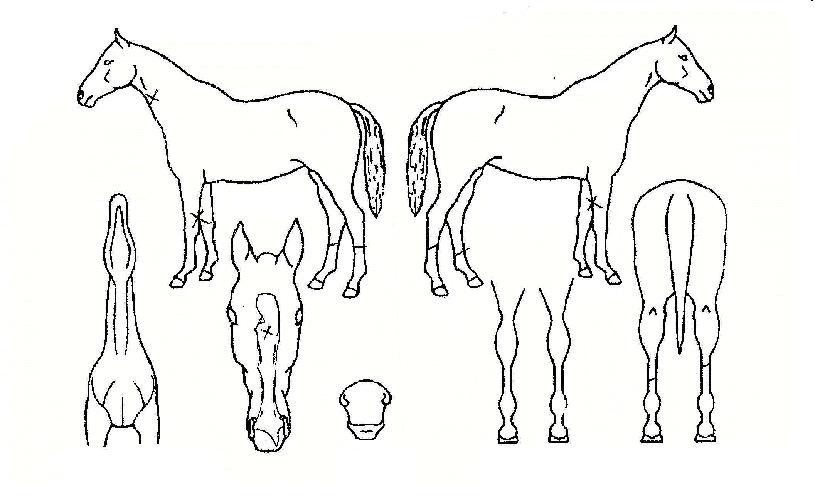 ��������� ����,���,�޸�,�λ�,�ٸ��� Ư¡����