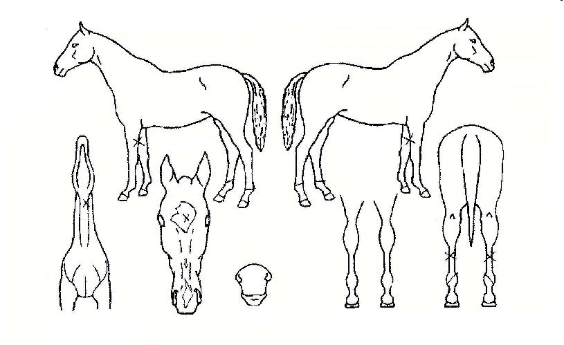 ±×·£µåÀ§³ÊÀÇ Ãø¸é,¿ì¸é,µÞ¸é,µÎ»ó,´Ù¸®ÀÇ Æ¯Â¡µµÇØ