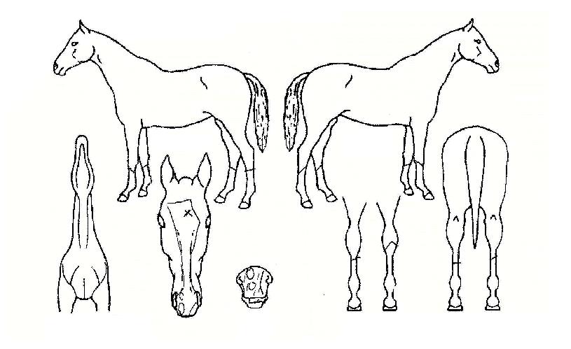 ÇÞºû¹øÂ½ÀÇ Ãø¸é,¿ì¸é,µÞ¸é,µÎ»ó,´Ù¸®ÀÇ Æ¯Â¡µµÇØ