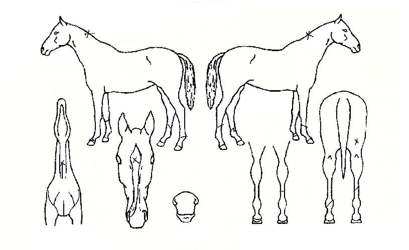 ����Ʈ���� ����,���,�޸�,�λ�,�ٸ��� Ư¡����