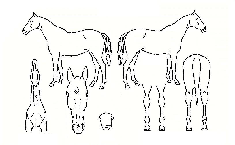 Á¦ÇÇ·¯½ºÀÇ Ãø¸é,¿ì¸é,µÞ¸é,µÎ»ó,´Ù¸®ÀÇ Æ¯Â¡µµÇØ