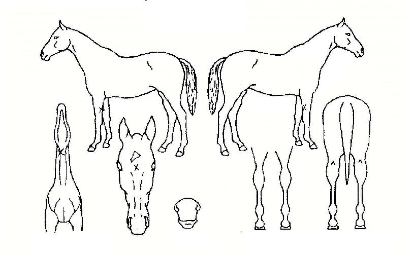 ÇǽºÅ°ÆÛÀÇ Ãø¸é,¿ì¸é,µÞ¸é,µÎ»ó,´Ù¸®ÀÇ Æ¯Â¡µµÇØ