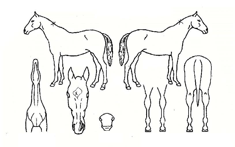 ¾ÐµµÀÇ Ãø¸é,¿ì¸é,µÞ¸é,µÎ»ó,´Ù¸®ÀÇ Æ¯Â¡µµÇØ