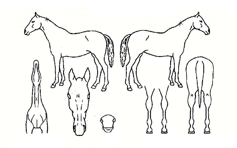 ���ֺ����� ����,���,�޸�,�λ�,�ٸ��� Ư¡����