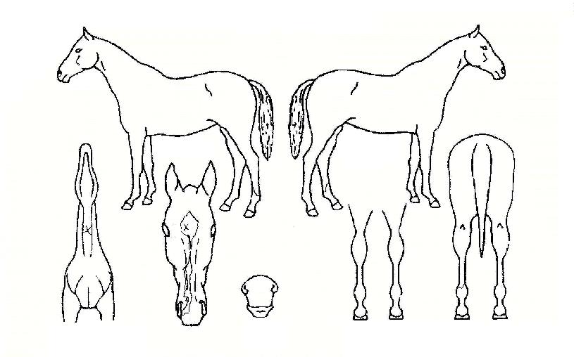 ÀϷθÅÁøÀÇ Ãø¸é,¿ì¸é,µÞ¸é,µÎ»ó,´Ù¸®ÀÇ Æ¯Â¡µµÇØ