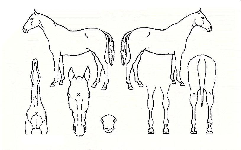 ·ç»çÀÇ Ãø¸é,¿ì¸é,µÞ¸é,µÎ»ó,´Ù¸®ÀÇ Æ¯Â¡µµÇØ