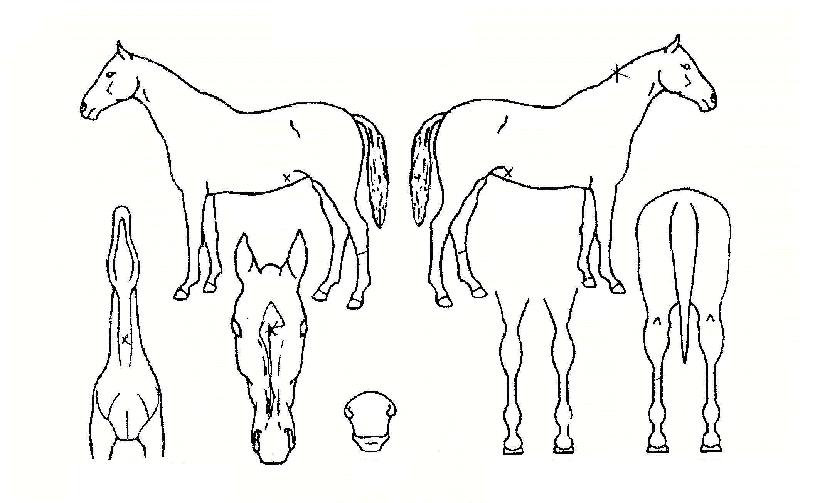 °æÄèÇÑÁúÁÖÀÇ Ãø¸é,¿ì¸é,µÞ¸é,µÎ»ó,´Ù¸®ÀÇ Æ¯Â¡µµÇØ