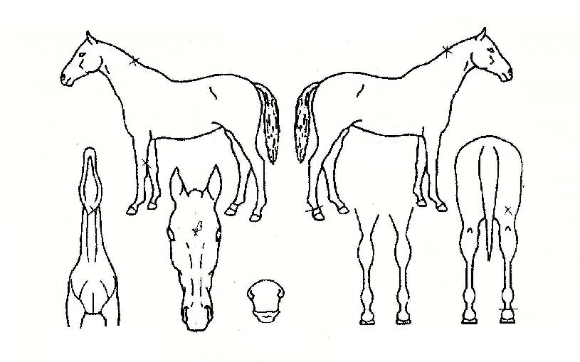 ½Å³²¼ºÀÇ Ãø¸é,¿ì¸é,µÞ¸é,µÎ»ó,´Ù¸®ÀÇ Æ¯Â¡µµÇØ