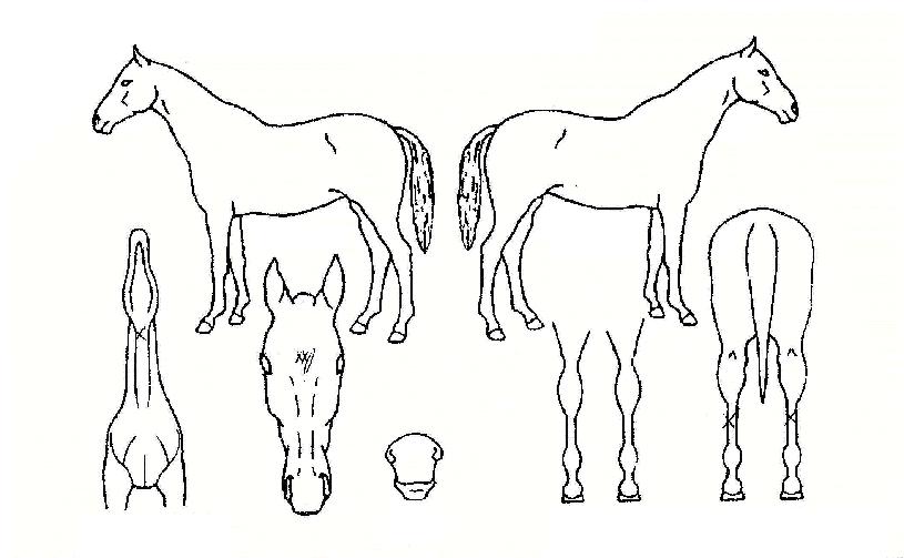 �������� ����,���,�޸�,�λ�,�ٸ��� Ư¡����