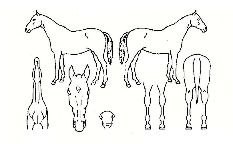 µ¿¹æÁøÁÖÀÇ Ãø¸é,¿ì¸é,µÞ¸é,µÎ»ó,´Ù¸®ÀÇ Æ¯Â¡µµÇØ