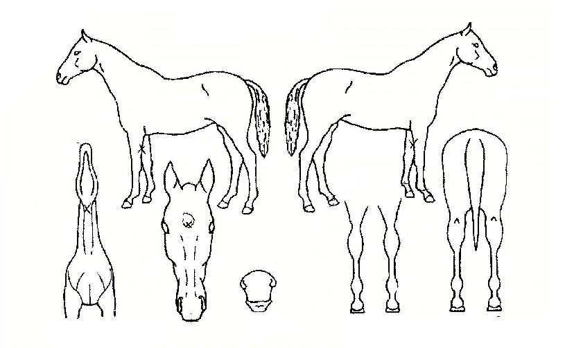 ¼±´õ¿ì¸ÕÀÇ Ãø¸é,¿ì¸é,µÞ¸é,µÎ»ó,´Ù¸®ÀÇ Æ¯Â¡µµÇØ