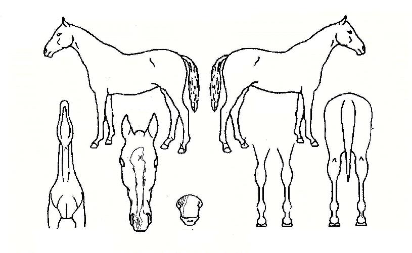 ¿ÏÀüÁ¤º¹ÀÇ Ãø¸é,¿ì¸é,µÞ¸é,µÎ»ó,´Ù¸®ÀÇ Æ¯Â¡µµÇØ