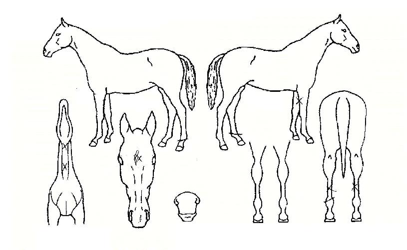 ÆÛÆ÷¸Õ½ºÀÇ Ãø¸é,¿ì¸é,µÞ¸é,µÎ»ó,´Ù¸®ÀÇ Æ¯Â¡µµÇØ