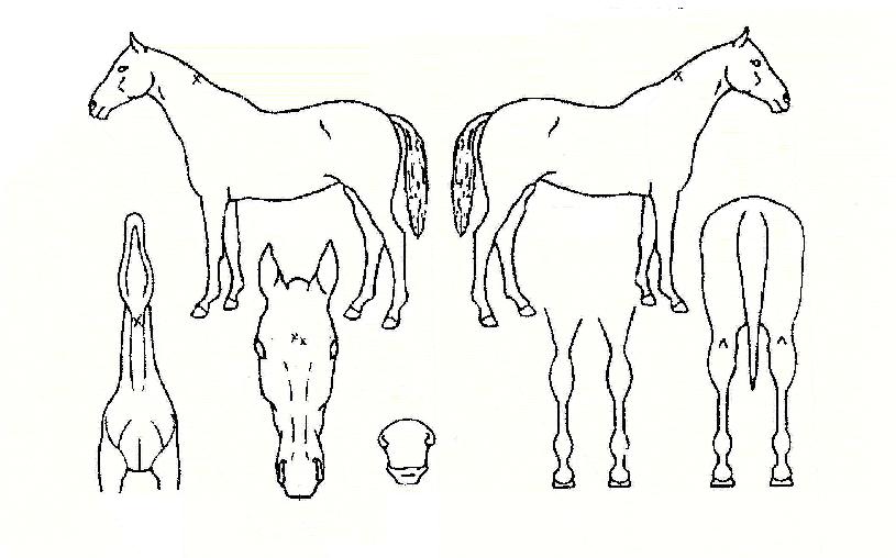 �����ũ���� ����,���,�޸�,�λ�,�ٸ��� Ư¡����