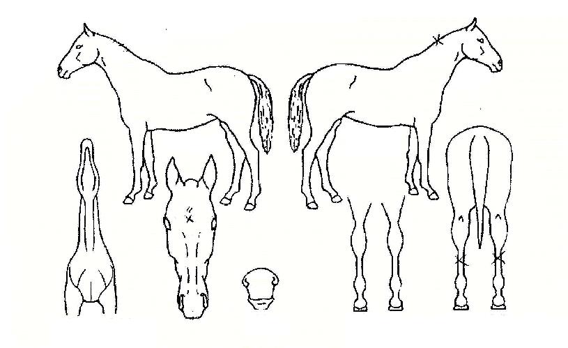 ³ëºíÇϸð´ÏÀÇ Ãø¸é,¿ì¸é,µÞ¸é,µÎ»ó,´Ù¸®ÀÇ Æ¯Â¡µµÇØ