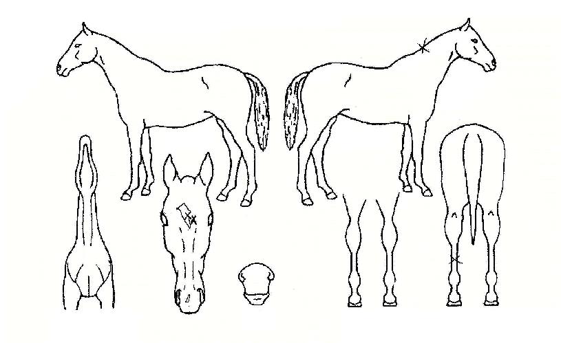 »þÁîÀÚ¸¶ÀÇ Ãø¸é,¿ì¸é,µÞ¸é,µÎ»ó,´Ù¸®ÀÇ Æ¯Â¡µµÇØ