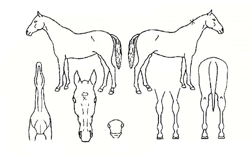 ����Ǻ��� ����,���,�޸�,�λ�,�ٸ��� Ư¡����