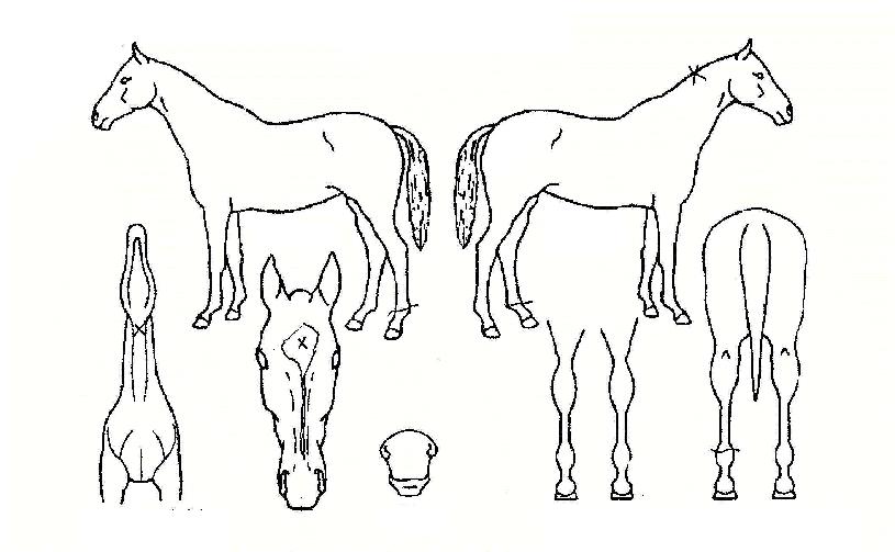 �ö��������� ����,���,�޸�,�λ�,�ٸ��� Ư¡����