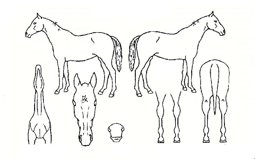 ¸Çϰí¶ß´ÂÇØÀÇ Ãø¸é,¿ì¸é,µÞ¸é,µÎ»ó,´Ù¸®ÀÇ Æ¯Â¡µµÇØ