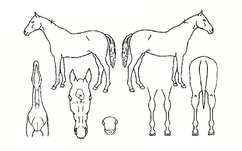 ¼±ºÀ¿©Á¦ÀÇ Ãø¸é,¿ì¸é,µÞ¸é,µÎ»ó,´Ù¸®ÀÇ Æ¯Â¡µµÇØ