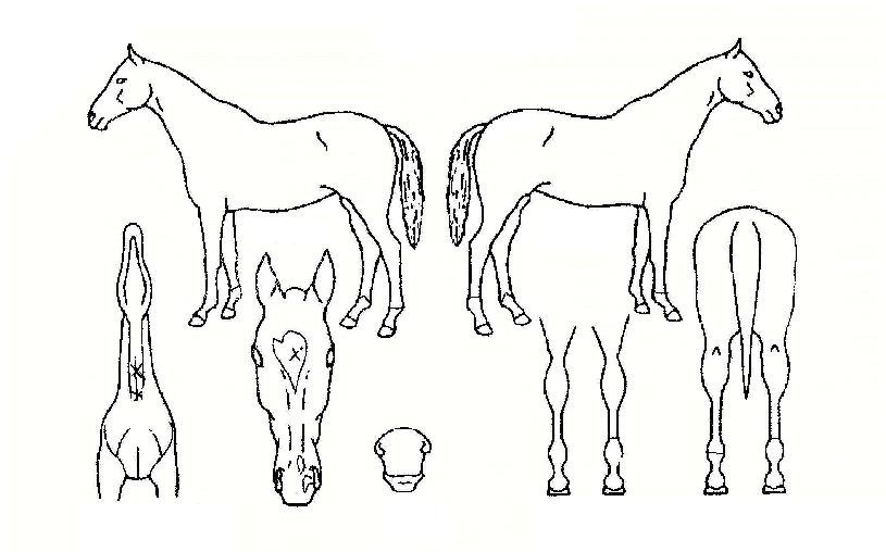 �Ѱ��ʿ��� ����,���,�޸�,�λ�,�ٸ��� Ư¡����