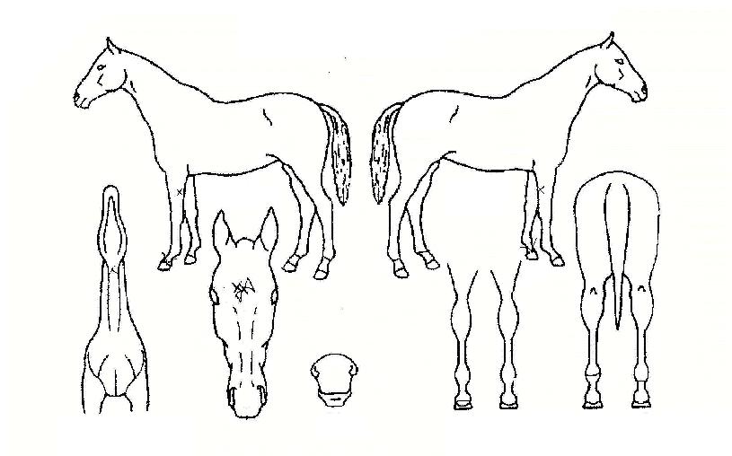 ���������� ����,���,�޸�,�λ�,�ٸ��� Ư¡����