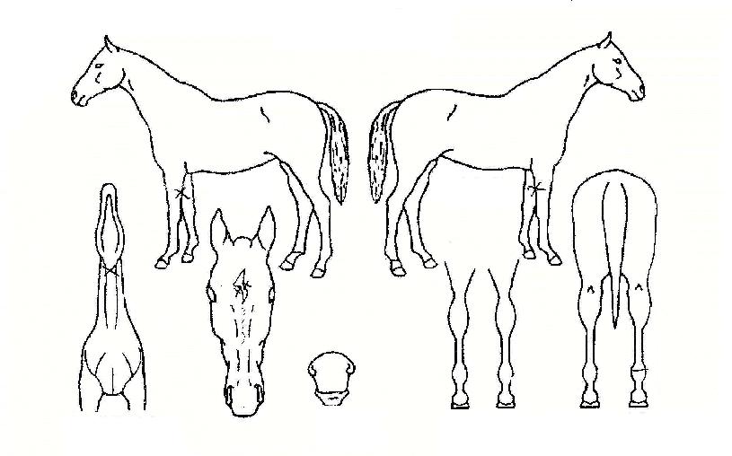 ���������� ����,���,�޸�,�λ�,�ٸ��� Ư¡����