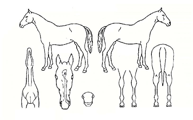 �ڸ��ȴ����� ����,���,�޸�,�λ�,�ٸ��� Ư¡����