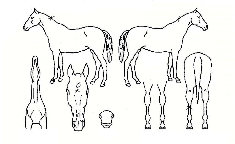 ·Î·¹ÁîÀÚ¸¶ÀÇ Ãø¸é,¿ì¸é,µÞ¸é,µÎ»ó,´Ù¸®ÀÇ Æ¯Â¡µµÇØ