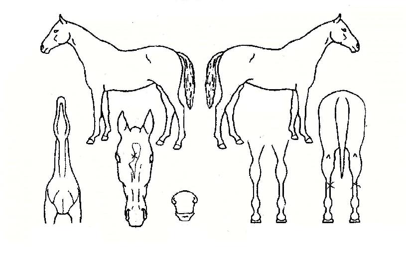 ���ִ뼺�� ����,���,�޸�,�λ�,�ٸ��� Ư¡����