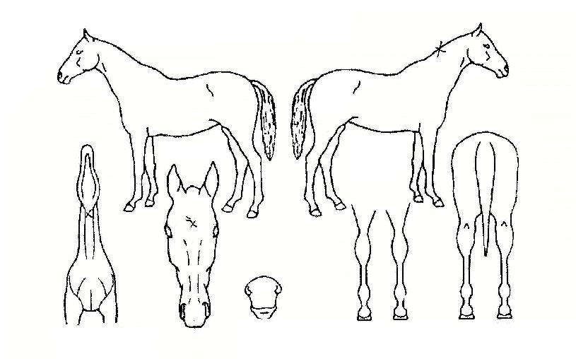 Ʈ���������� ����,���,�޸�,�λ�,�ٸ��� Ư¡����