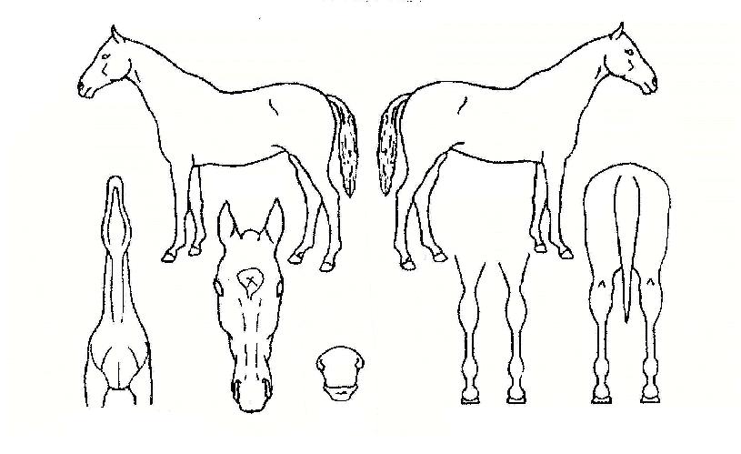 ���Ȳ���� ����,���,�޸�,�λ�,�ٸ��� Ư¡����