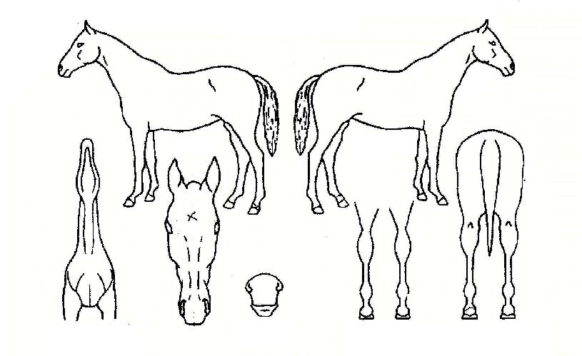 �Ѽ������ڸ��� ����,���,�޸�,�λ�,�ٸ��� Ư¡����