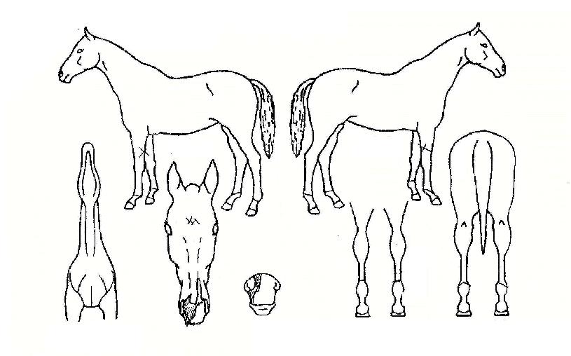 �ȼ������� ����,���,�޸�,�λ�,�ٸ��� Ư¡����