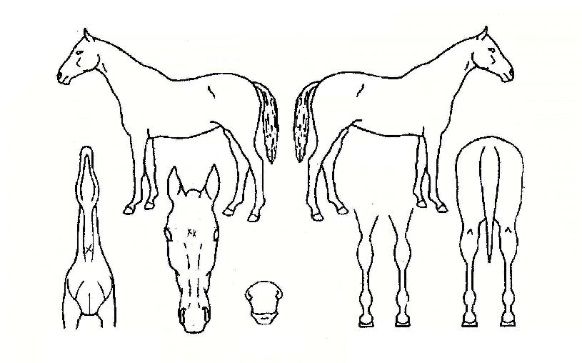 ÇöóÀׯÝÄ¡ÀÇ Ãø¸é,¿ì¸é,µÞ¸é,µÎ»ó,´Ù¸®ÀÇ Æ¯Â¡µµÇØ