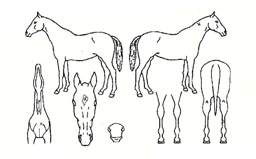 Ʈ��Į���� ����,���,�޸�,�λ�,�ٸ��� Ư¡����