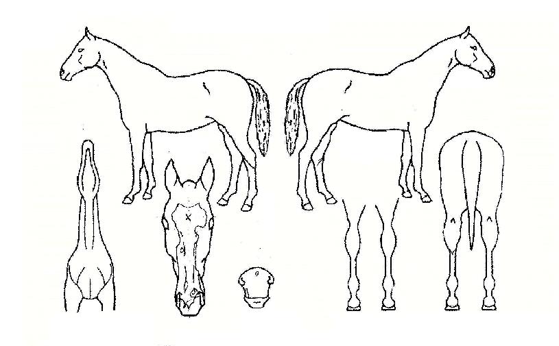 ���̾�������� ����,���,�޸�,�λ�,�ٸ��� Ư¡����