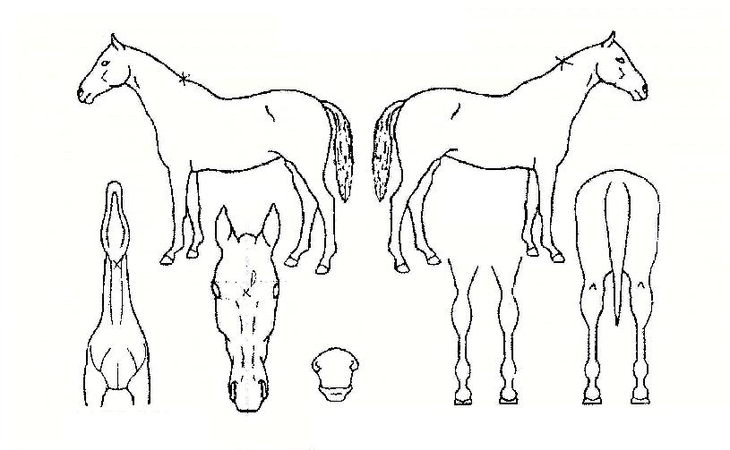 ��������ڸ��� ����,���,�޸�,�λ�,�ٸ��� Ư¡����