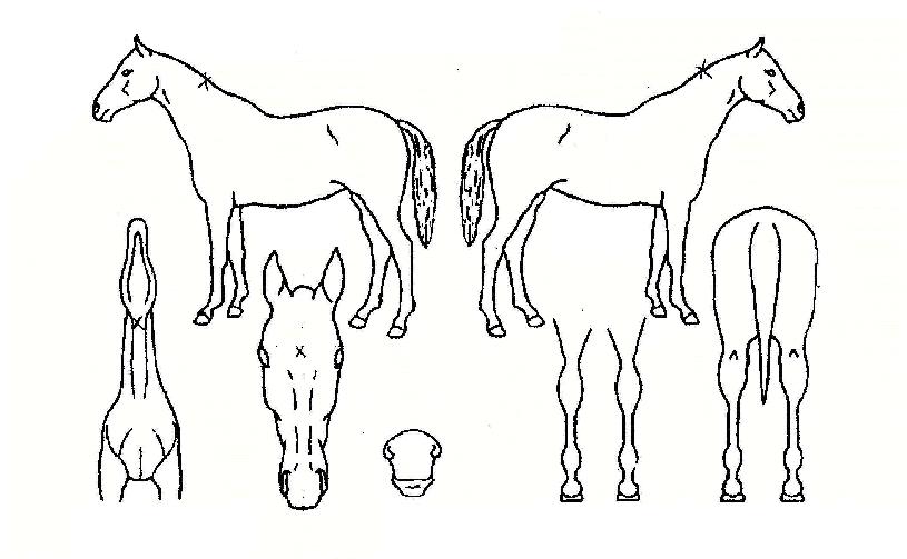 ½¬½ºÆ®·ÕÀÇ Ãø¸é,¿ì¸é,µÞ¸é,µÎ»ó,´Ù¸®ÀÇ Æ¯Â¡µµÇØ