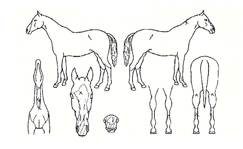 ���Ʒ������� ����,���,�޸�,�λ�,�ٸ��� Ư¡����