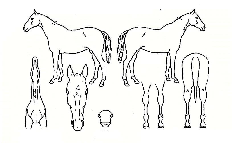 �������ڸ��� ����,���,�޸�,�λ�,�ٸ��� Ư¡����