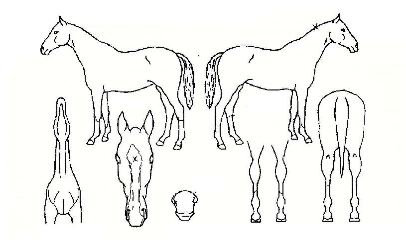 À̽ô뿵¿õÀÇ Ãø¸é,¿ì¸é,µÞ¸é,µÎ»ó,´Ù¸®ÀÇ Æ¯Â¡µµÇØ