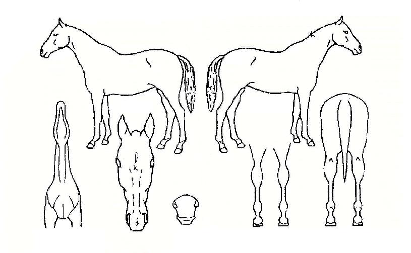 ÀÎÅͶóÄËÀÇ Ãø¸é,¿ì¸é,µÞ¸é,µÎ»ó,´Ù¸®ÀÇ Æ¯Â¡µµÇØ