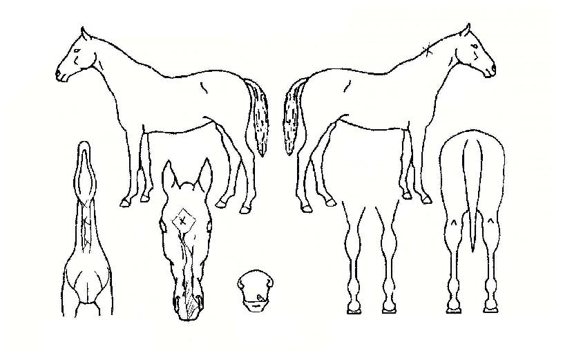 ½ºÇǵå°ïÀÇ Ãø¸é,¿ì¸é,µÞ¸é,µÎ»ó,´Ù¸®ÀÇ Æ¯Â¡µµÇØ