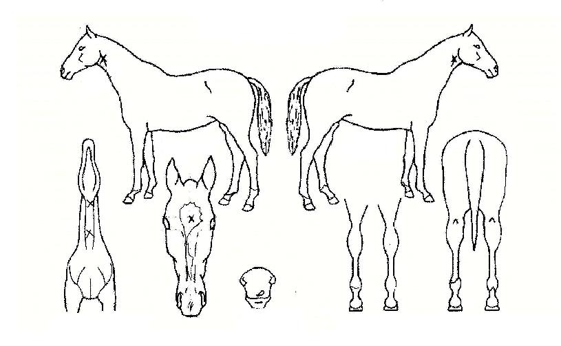 ¾È°ñ¼ÛÀÚ¸¶ÀÇ Ãø¸é,¿ì¸é,µÞ¸é,µÎ»ó,´Ù¸®ÀÇ Æ¯Â¡µµÇØ