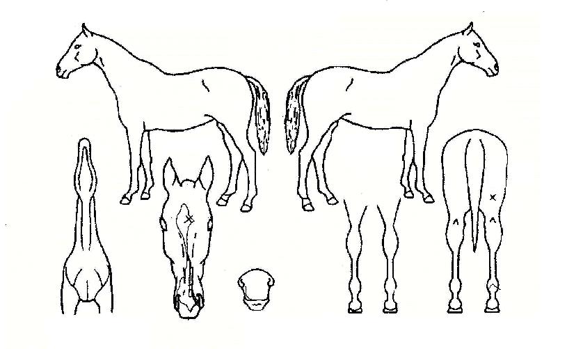 �����Ǻ��� ����,���,�޸�,�λ�,�ٸ��� Ư¡����