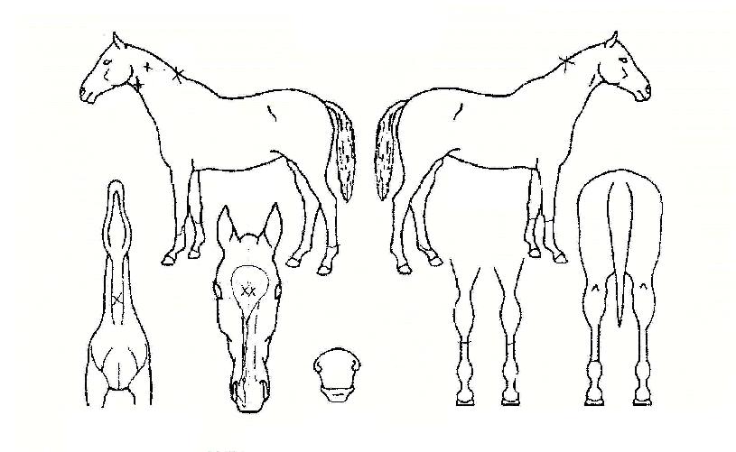 ½ºÇÉÀü¼úÀÇ Ãø¸é,¿ì¸é,µÞ¸é,µÎ»ó,´Ù¸®ÀÇ Æ¯Â¡µµÇØ