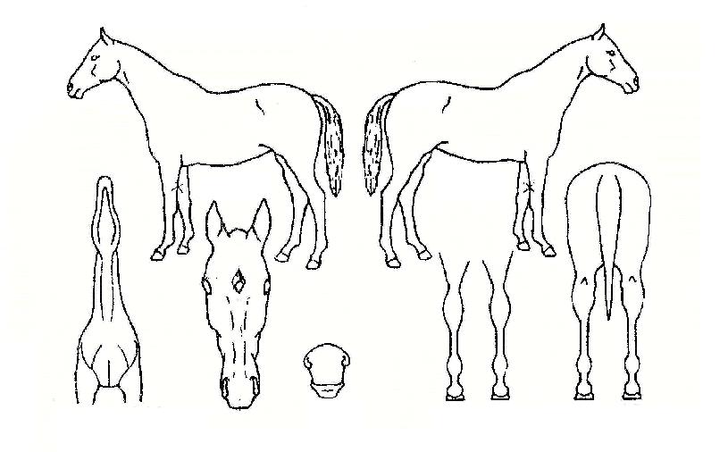 ´ç´ë¸íǰÀÇ Ãø¸é,¿ì¸é,µÞ¸é,µÎ»ó,´Ù¸®ÀÇ Æ¯Â¡µµÇØ